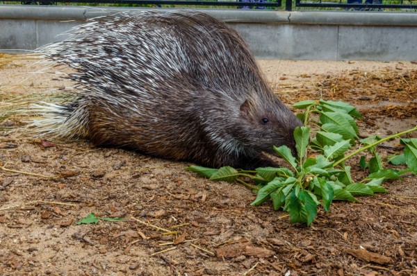 dsc_3020_20160718_1587917127