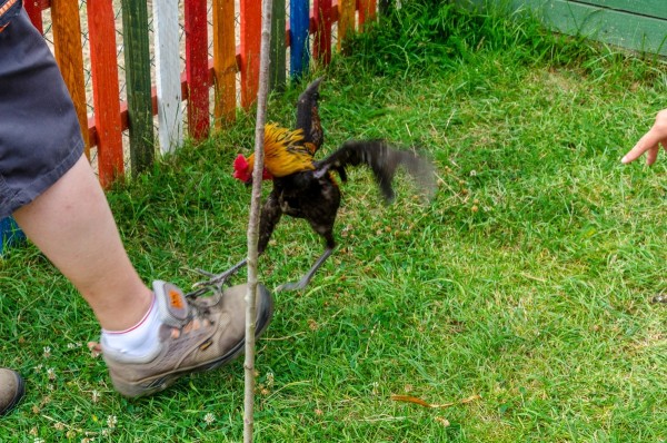 dsc_3028_20160718_1195728567