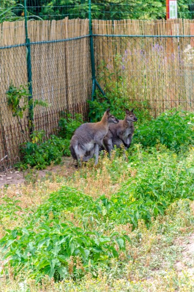 dsc_3044_20160718_1444683283