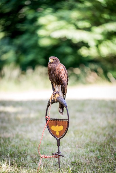 dsc_8967_20180705_1086984915