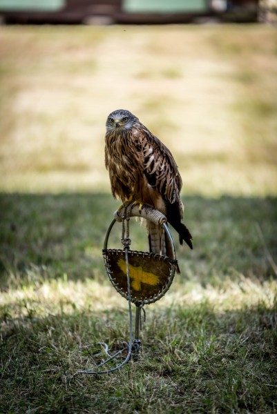 dsc_8977_20180705_1116859260