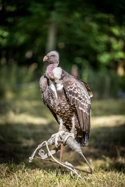 dsc_8988_20180705_1569395954