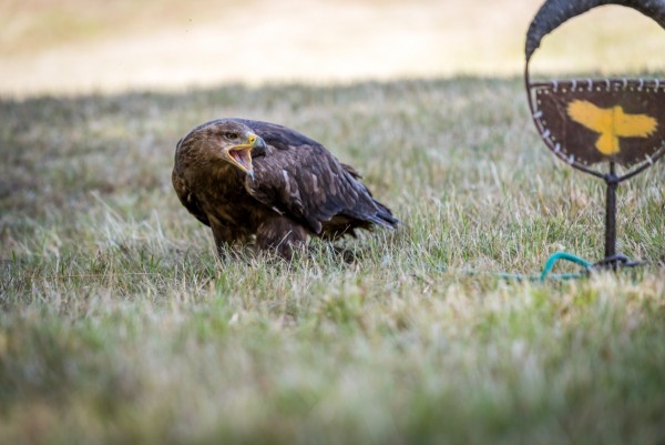 dsc_9025_20180705_1213554377