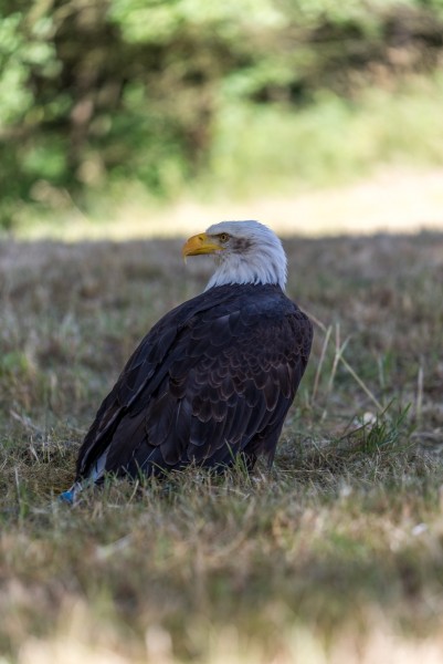 dsc_9037_20180705_1010127329