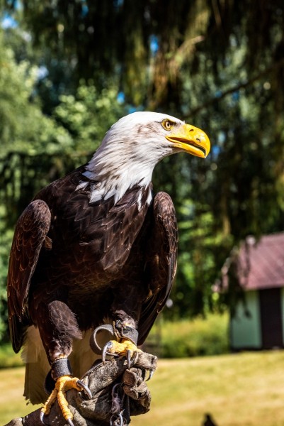 dsc_9333_20180705_1541489430