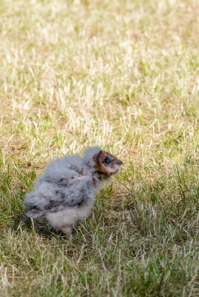 dsc_9349_20180705_1314295345